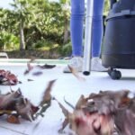 Conga Rockstar 2000 Wet&Dry Liberty - Imagen 6